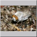 Acrosathe annulata - Stilettfliege m05.jpg